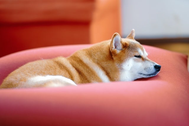 【2023年 犬が最も可愛い瞬間ランキング】ダントツ1位を獲得したのは、ワンちゃんの〇〇な瞬間。のサブ画像4
