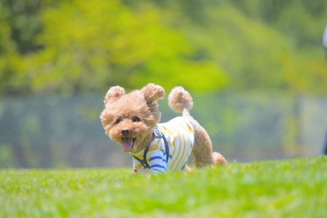 【2023年 犬が最も可愛い瞬間ランキング】ダントツ1位を獲得したのは、ワンちゃんの〇〇な瞬間。のサブ画像5