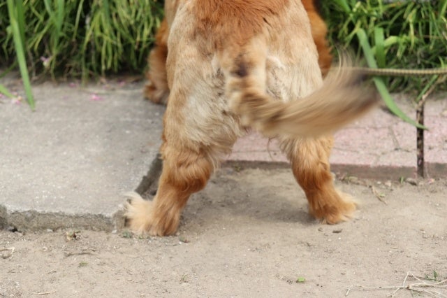 【2023年 犬が最も可愛い瞬間ランキング】ダントツ1位を獲得したのは、ワンちゃんの〇〇な瞬間。のサブ画像6