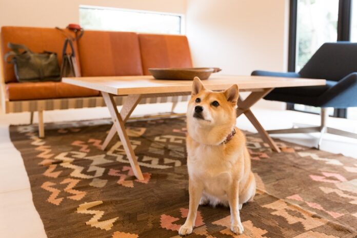 【The Canvas Hayama Park】愛犬と葉山のヴィラで、滞在するからこそ楽しめるスローライフ。のメイン画像