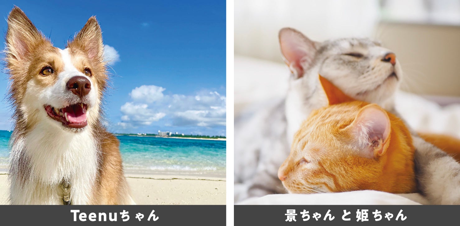 アイペット「うちの子フォトコンテスト2023」投稿キャンペーン結果発表のサブ画像2