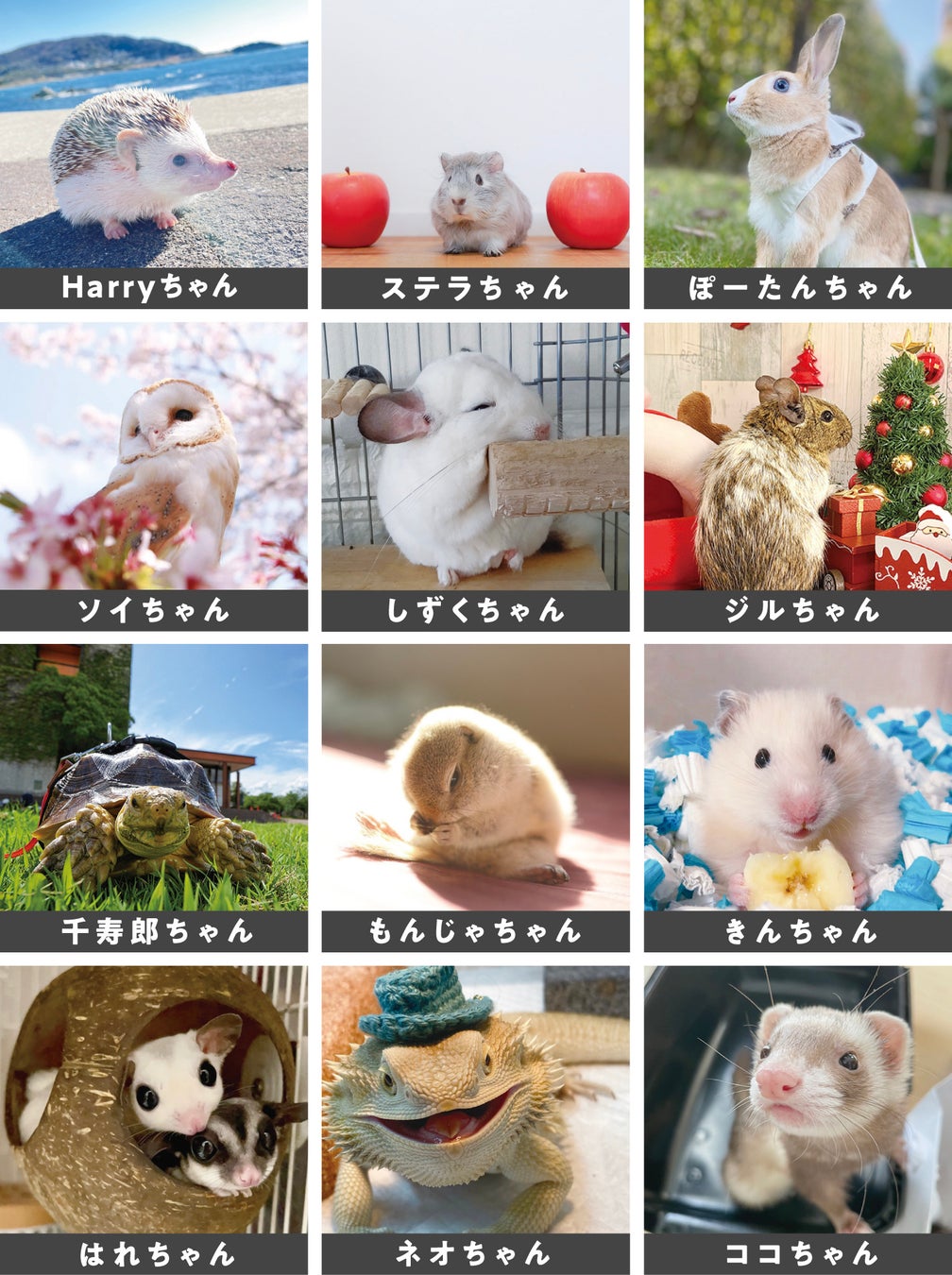 アイペット「うちの子フォトコンテスト2023」投稿キャンペーン結果発表のサブ画像5