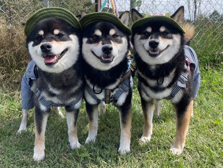 ～ハロウィンだョ！那須ハイに化け柴集まれ！～10月15日に柴犬オフ会開催のお知らせ！のサブ画像5