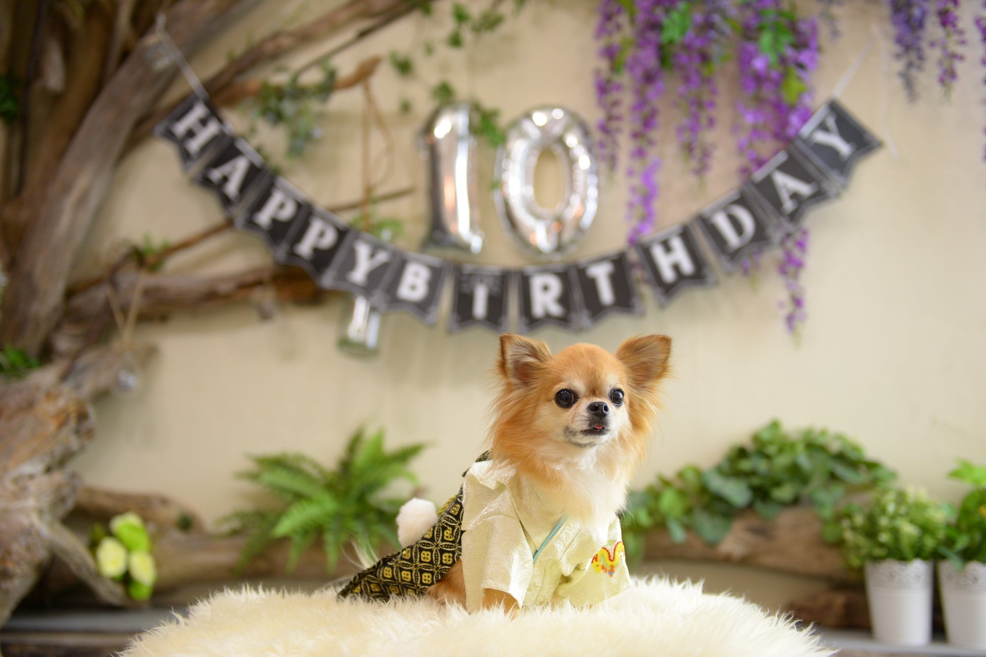 ペット撮影専門ブランド「＆fam」から1年に1回会員制撮影新プラン誕生！のサブ画像2