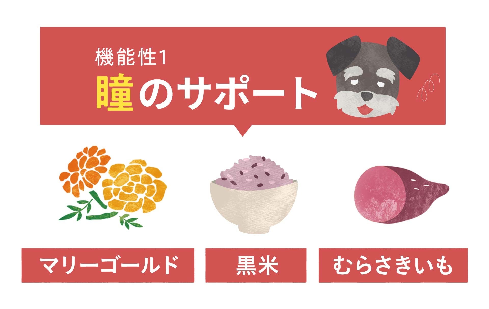 10月2日（月）より新発売！累計販売数160万袋突破の「このこのごはん」から新たにシニアのわんちゃん向けに「シニアのためのこのこのごはん」が発売開始【株式会社オモヤ　コノコトトモニ】のサブ画像2