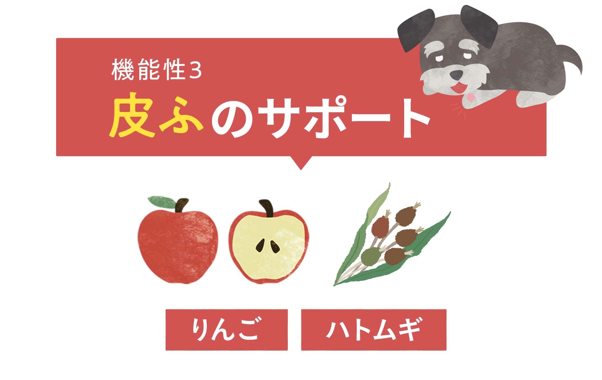 10月2日（月）より新発売！累計販売数160万袋突破の「このこのごはん」から新たにシニアのわんちゃん向けに「シニアのためのこのこのごはん」が発売開始【株式会社オモヤ　コノコトトモニ】のサブ画像4