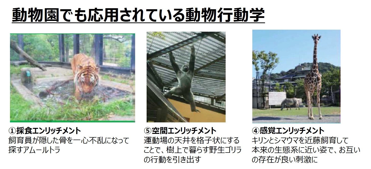 ＜最新レポート公開＞ペットは人を幸せにしてくれる。私たちにできること 「飼い方」の概念が変わる現代犬に足りなかった『噛むこと』が導く愛犬のウェルビーイングのサブ画像3
