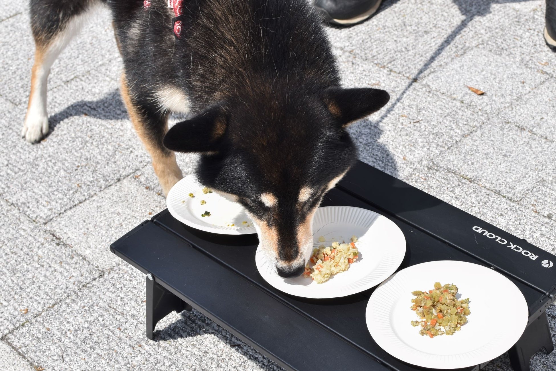 成犬・シニア犬専用のごはん【バディフード】提携動物病院1,000件を達成！今後は動物病院と協力したサービス開発にも注力のサブ画像2