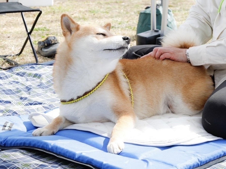 御殿場アウトレットでワンちゃんと雄大な富士山を眺めながら楽しめるイベント「御殿場プレミアム・アウトレット ドッグフェスティバル」のサブ画像8_※イメージ