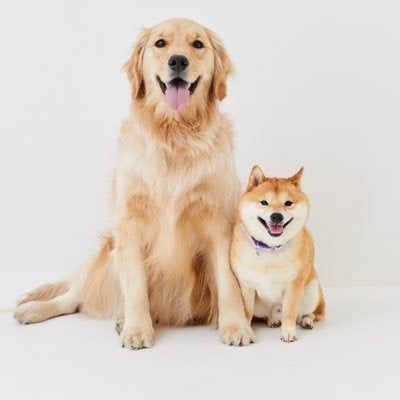 【11/8は「いい歯の日」】ライオンペット史上初、8ヶ月にも及ぶレクチャー「犬の歯みがきプログラム」の裏側に密着！23年度「犬の歯みがき習慣化プロジェクト」の活動報告のサブ画像5