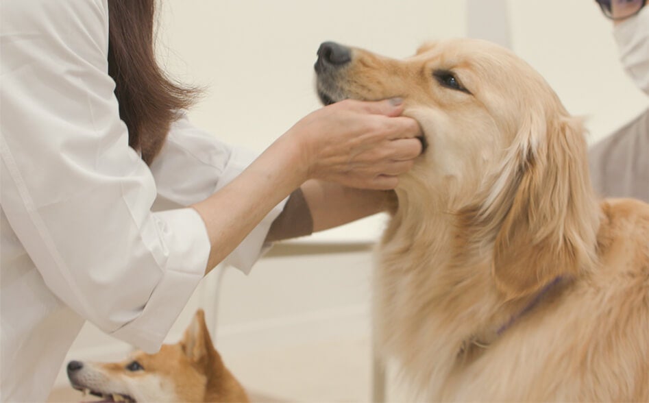 【11/8は「いい歯の日」】ライオンペット史上初、8ヶ月にも及ぶレクチャー「犬の歯みがきプログラム」の裏側に密着！23年度「犬の歯みがき習慣化プロジェクト」の活動報告のサブ画像6