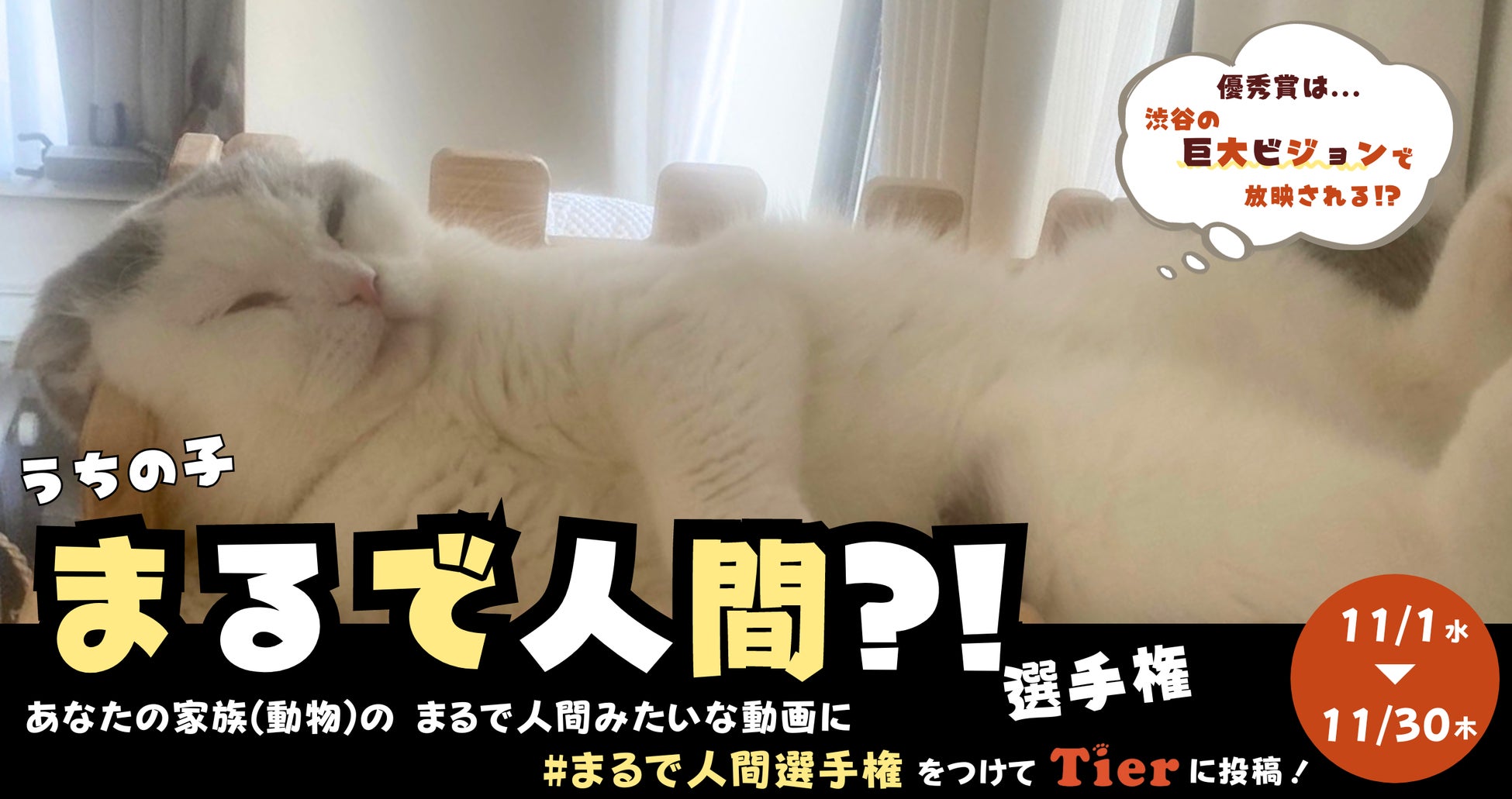 渋谷・宮益坂の巨大ビジョンでうちの子が放映される！動物専門SNS『Tier』で「うちの子まるで人間?!選手権」開催！のサブ画像1