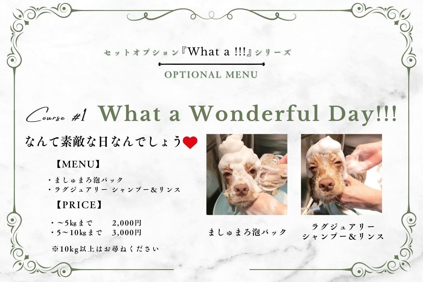 表参道・外苑前 ペットと飼い主のための複合施設「神宮プライズ」トリミングで、対象メニュー11月限定半額キャンペーンを開催いたします！のサブ画像2
