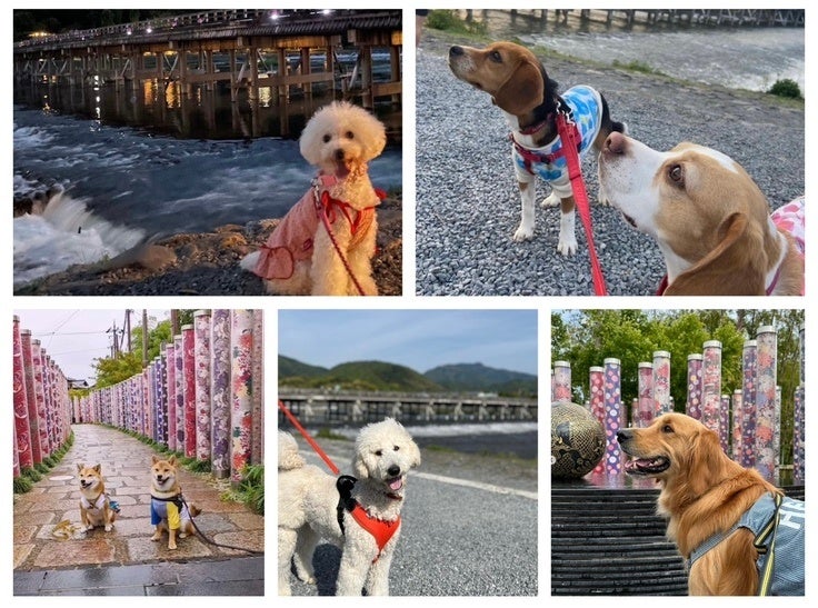 京都・嵐山発！ワンちゃんと泊まれるホテルからペットに優しい地域を作りたい！のサブ画像5