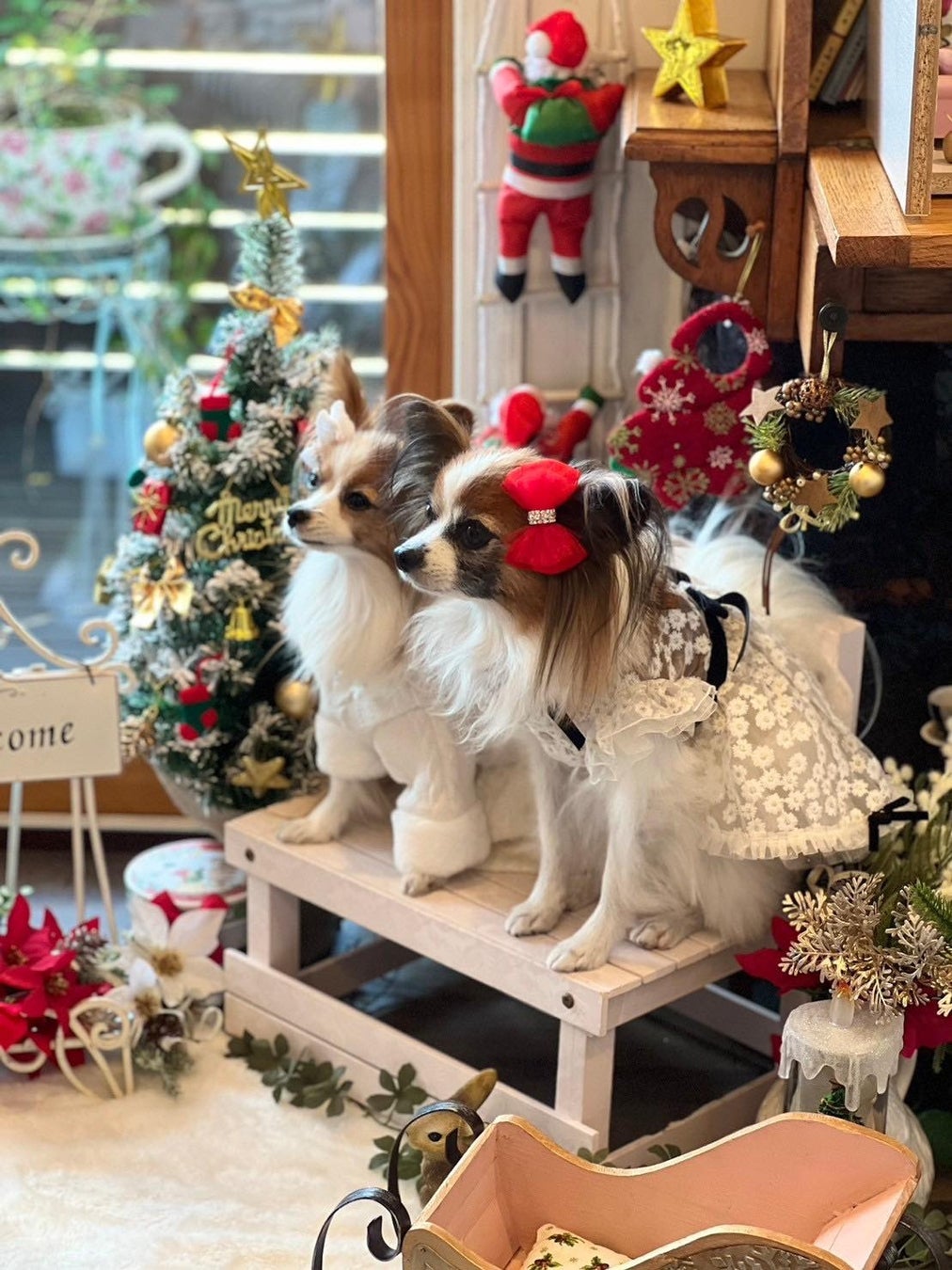 飾れば幸運招くワン！？動物をこよなく愛する店主が企画した、ペット愛好家のためのおしゃれなクリスマス飾り「アニマルスワッグ」。のサブ画像2