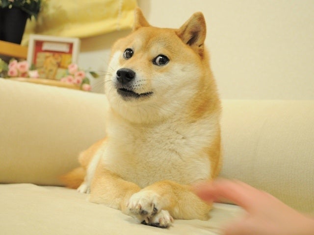 【千葉県佐倉市】佐倉ふるさと広場に世界から愛される「かぼすちゃん」のモニュメントが誕生のサブ画像3_有名になった流し目の写真