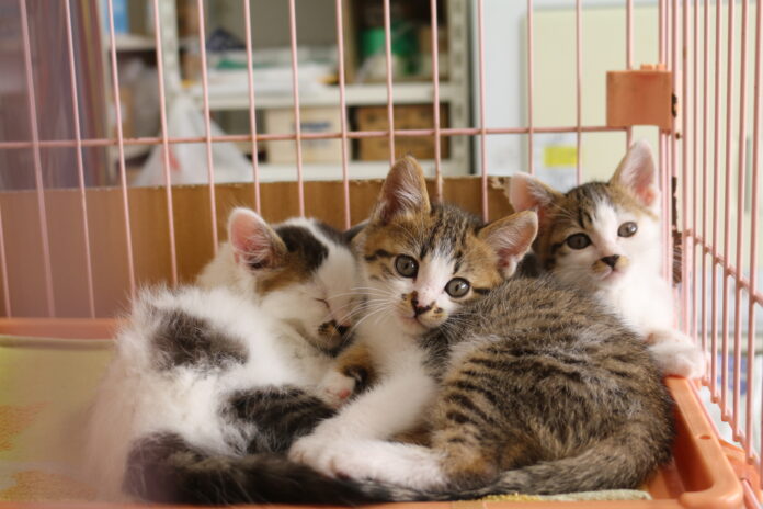 終了まであと2ヶ月　⽝猫の殺処分のないまちを目指して、愛知県豊橋市がクラウドファンディングを活用中！のメイン画像