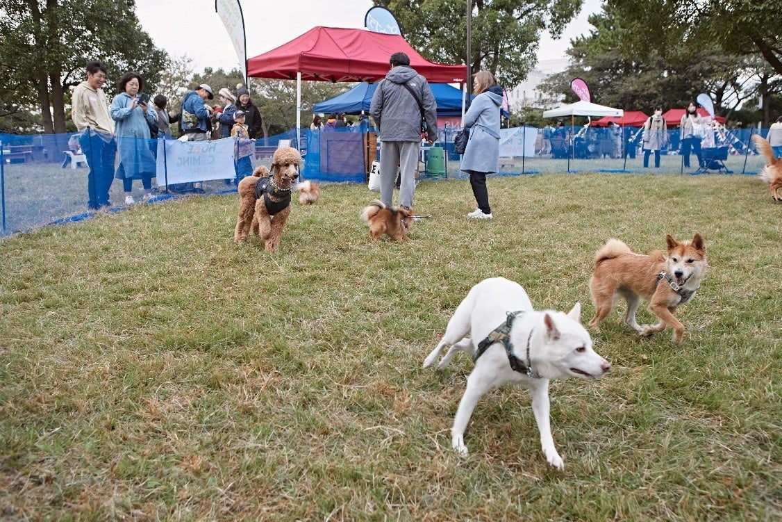 【ペットゴー協賛】動物保護団体の卒業犬と迎え主の里帰りイベント「HOMECOMING PARK」を11/12（日）に開催しましたのサブ画像13_仮設ドッグランで元気に駆け回る卒業犬たち
