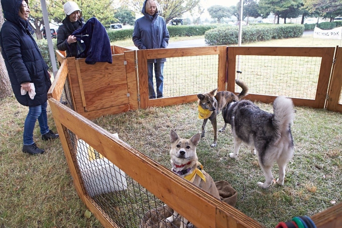 【ペットゴー協賛】動物保護団体の卒業犬と迎え主の里帰りイベント「HOMECOMING PARK」を11/12（日）に開催しましたのサブ画像7_一部の保護犬たちも当日参加しました