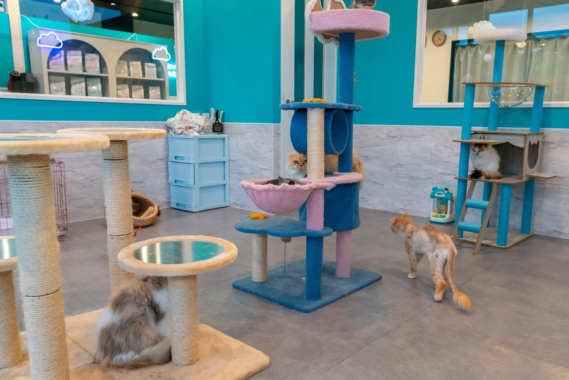ハンデのある子にもふれあいの機会を。保護犬猫ふれあいカフェ『ANELLA CAFE佐倉店』11月18日（土）オープンのサブ画像3