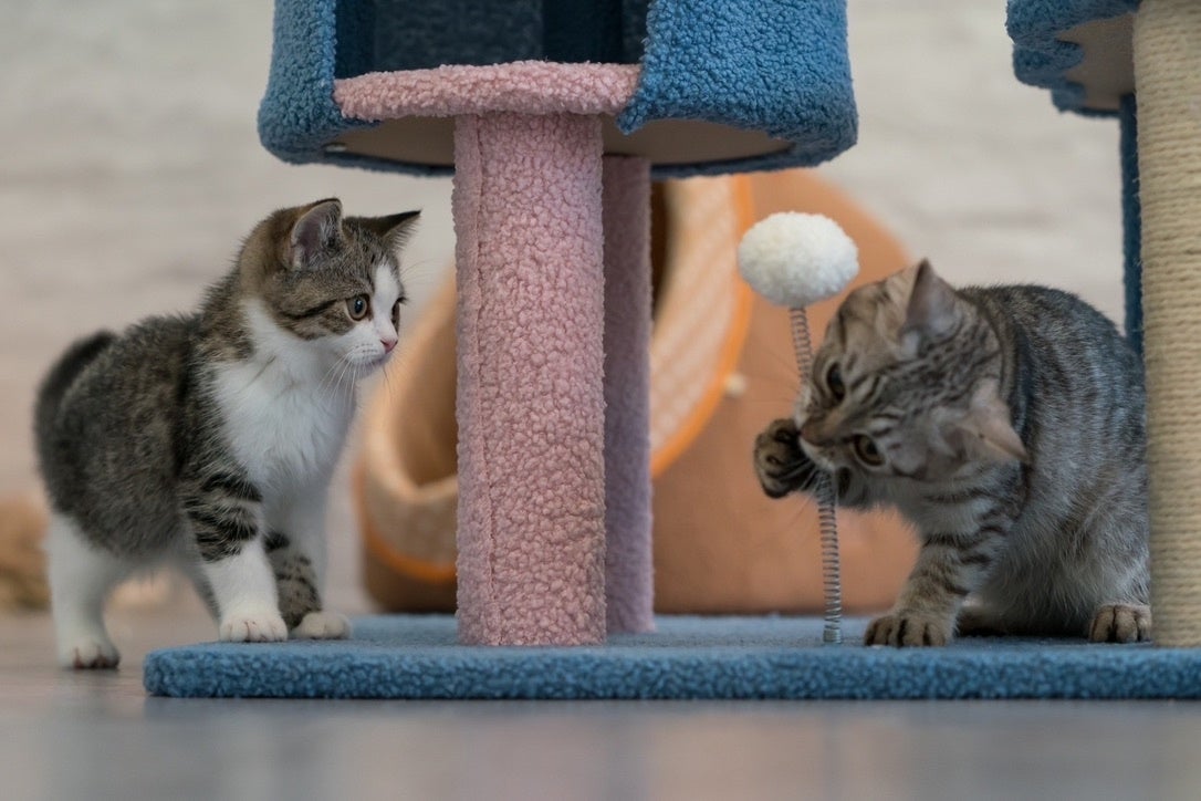 ハンデのある子にもふれあいの機会を。保護犬猫ふれあいカフェ『ANELLA CAFE佐倉店』11月18日（土）オープンのサブ画像5