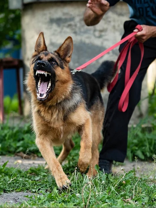 犬のしつけに新アプローチを！Nina Dog Toysは暴力的指導への抗議活動に協力すべく、犬と飼い主の絆を深める知育玩具の提供を開始のサブ画像2