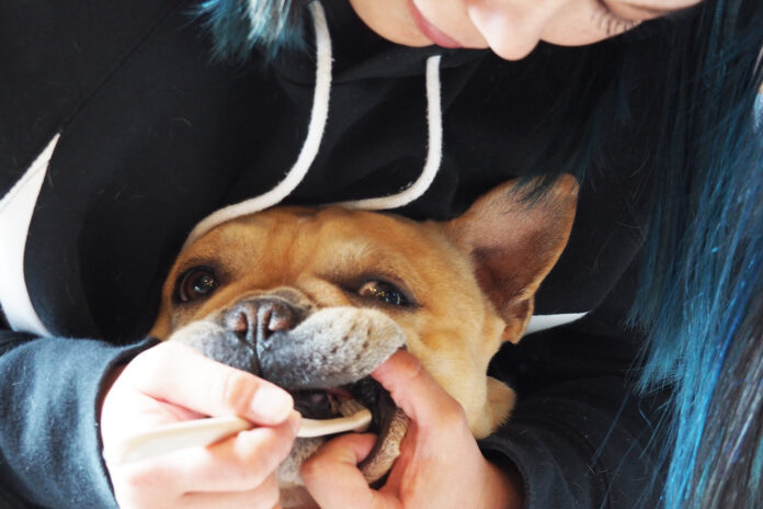 愛犬の”歯磨きで健康寿命を延ばす”をブランド理念に活動するオーラバイオから、小型から大型犬まで対象の「オーラバイオブラシlargeカフェラテ」新発売！のメイン画像