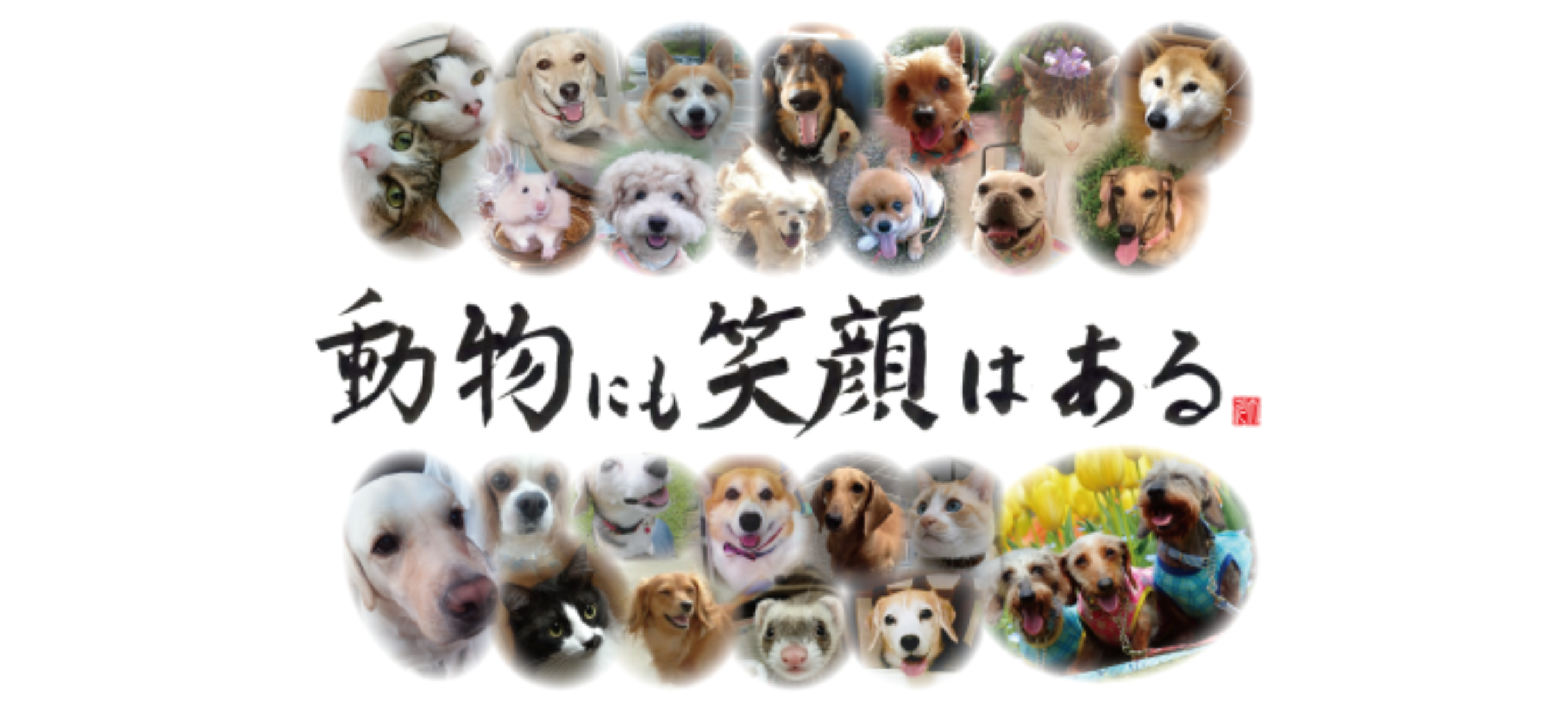 能登半島地震　復興プロジェクト　ななお動物病院/ペットと入れる高齢者施設　再建を目指し、クラウドファンディングを開始。のサブ画像7