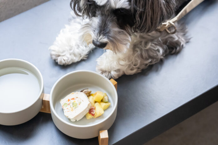 全室で愛犬と泊まれるホテル『hotel anddoggy京都二条』が京都街中にオープンのメイン画像