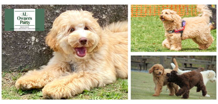 5月13日は愛犬の日。穏やかで賢く、抜け毛が少ないセラピー犬 「オーストラリアン・ラブラドゥードル」に特化したイベントを開催のメイン画像