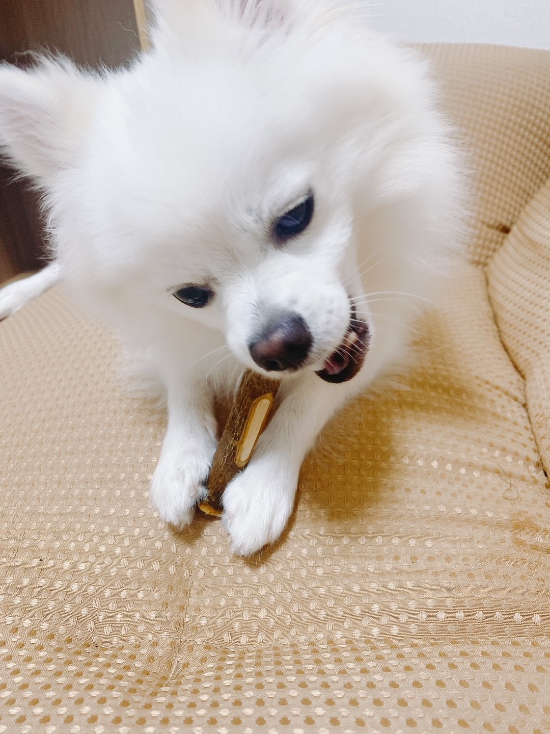 サステナブルに愛犬のQOLを向上　有機JAS認証の畑のオリーブ枝を使った「小豆島産犬用歯みが木」5月21日発売のサブ画像4