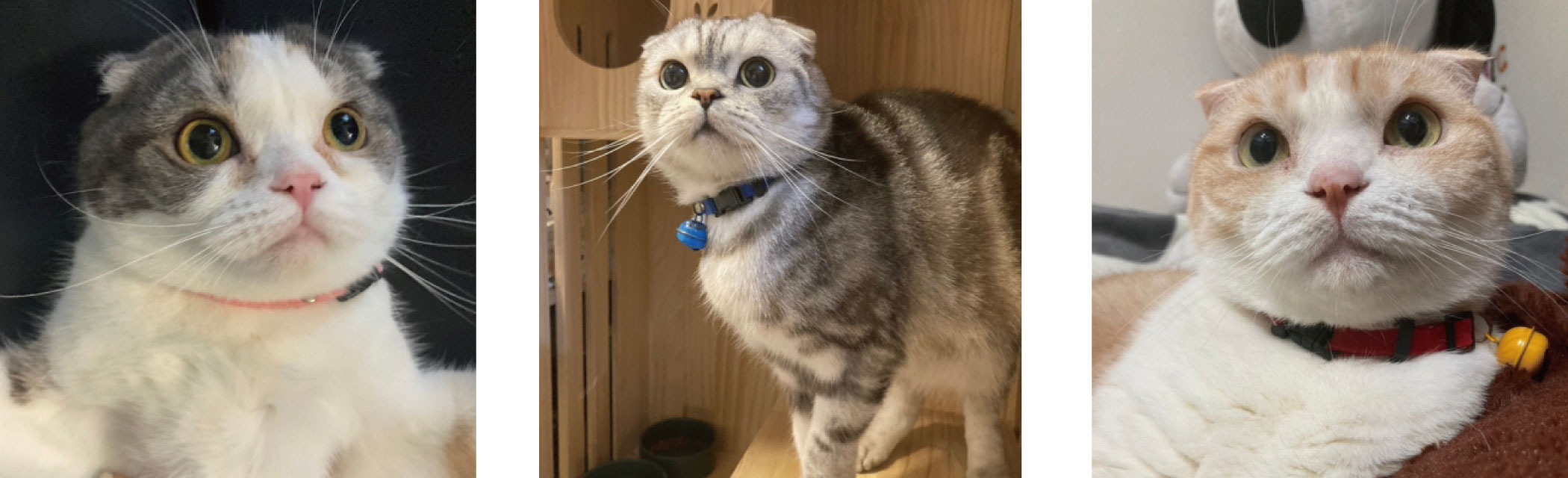 わんちゃん・ねこちゃん、渋谷に集まる！“ペット”が主役のラジオ番組。女優 谷花音さんパーソナリティ「にゃんドル☆わんドル produced by 8-P & PETNAVI」初回放送のサブ画像4