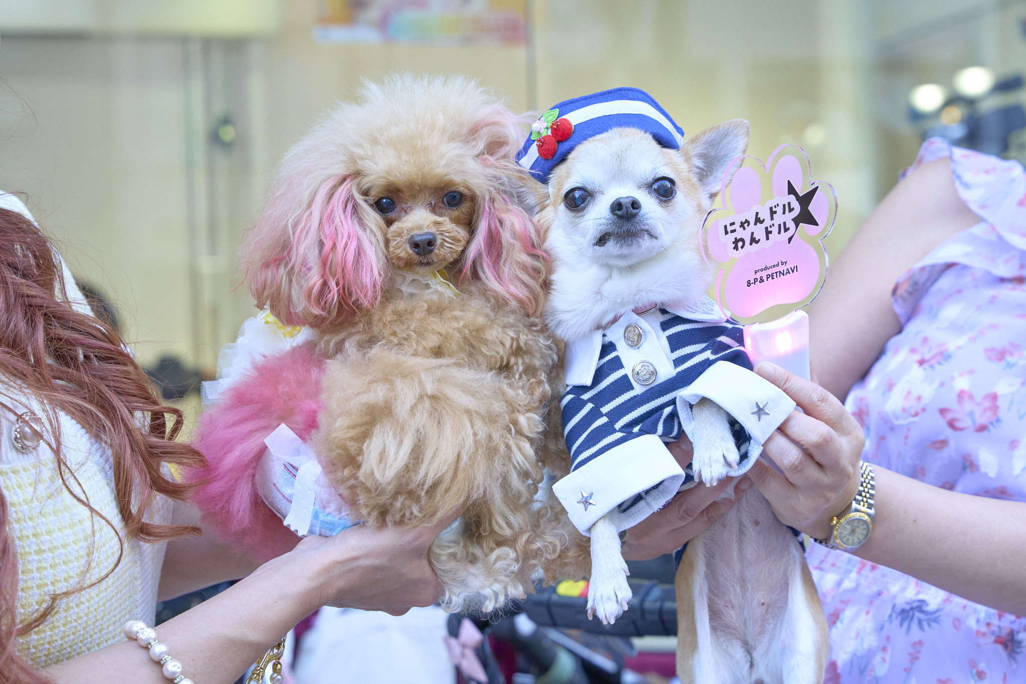 わんちゃん・ねこちゃん、渋谷に集まる！“ペット”が主役のラジオ番組。女優 谷花音さんパーソナリティ「にゃんドル☆わんドル produced by 8-P & PETNAVI」初回放送のサブ画像6