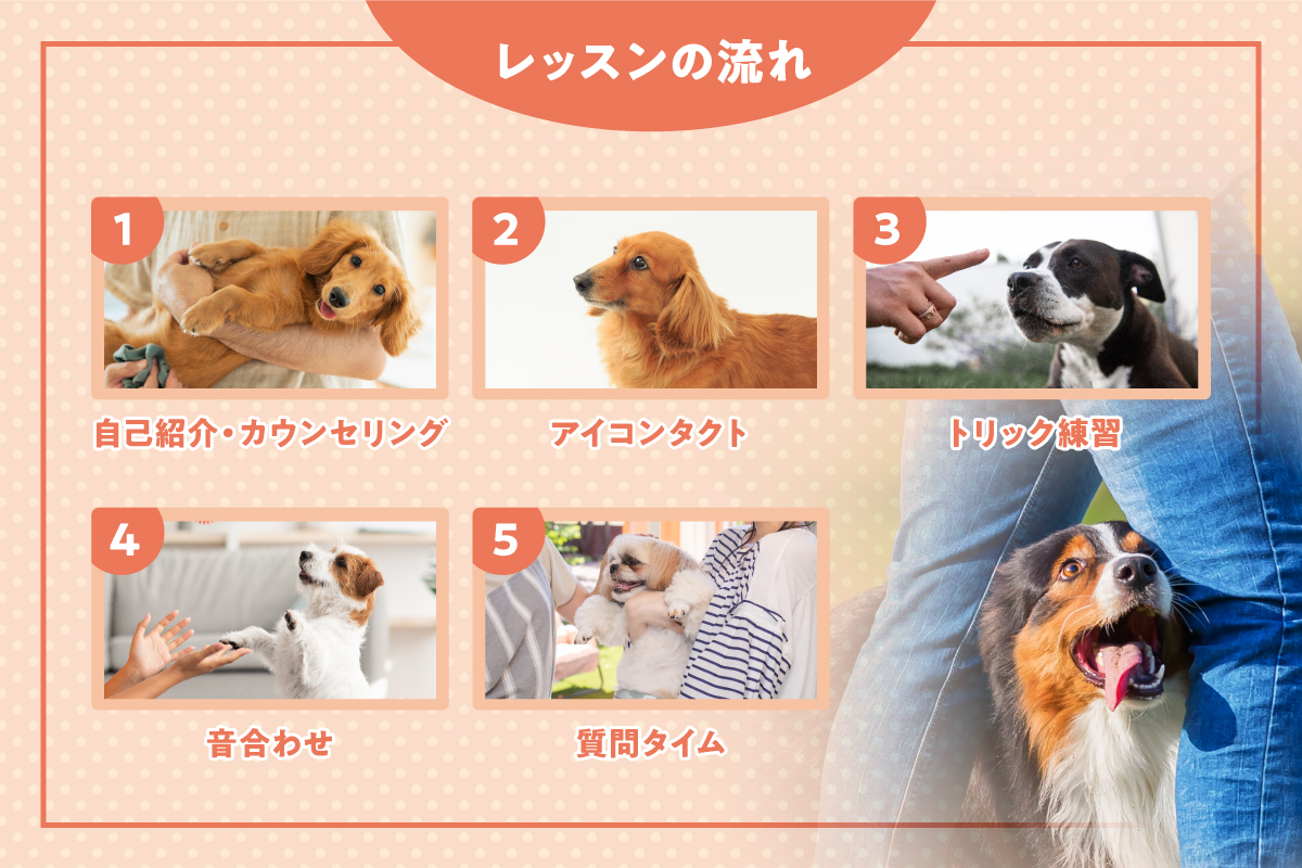 【ドギーパレス芦屋店】ドッグダンス体験レッスン・モニター生大募集！のサブ画像5