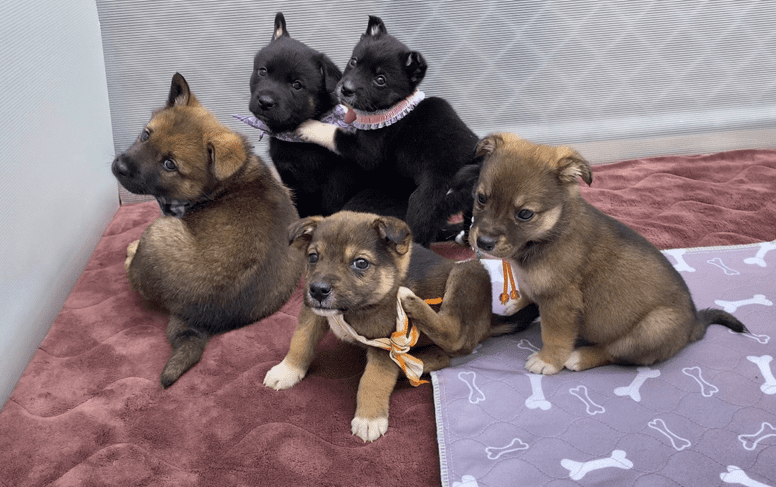 「犬猫殺処分ゼロプロジェクト」の寄附受付を長崎県ふるさと納税で開始しました。のサブ画像7