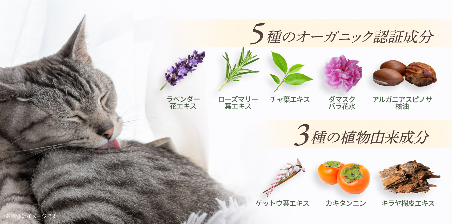 【INOPET】お水を使わず簡単に被毛ケア「Drycare Shampoo／ドライケア シャンプー」を新発売のサブ画像5