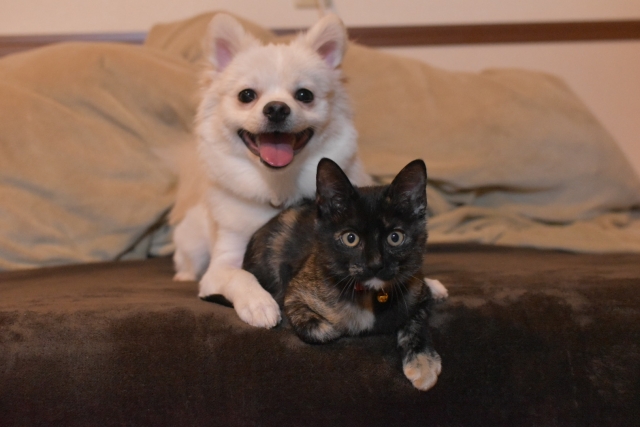 あなたは犬派？猫派？ペットについて調べてみました【1000人アンケート】のサブ画像1