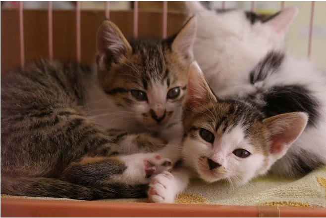 動物たちとの明るい未来のために、９月２９日はイベント「豊橋市動物愛護デー」へ行こう！のサブ画像4