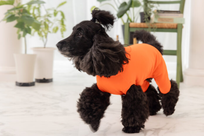水を弾くニット！犬用はっ水ウェア、10月11日(金)より販売開始のメイン画像