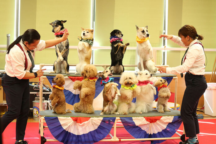 保護犬出身のワンちゃんによるサーカスショー！12月22日（日）に開催。ペット業界・動物看護に興味がある高校2年生に向けたスペシャルイベント【東京ビジネス・アカデミー】のメイン画像