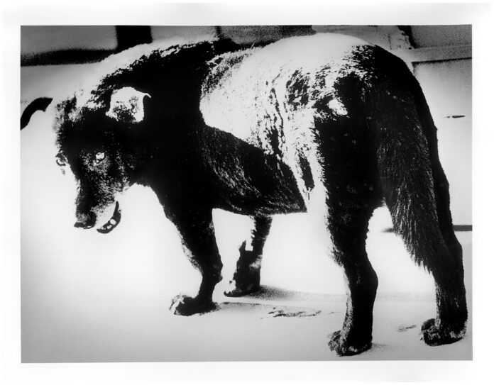 【メズム東京、オートグラフ コレクション】TOKYO WAVES ART EXHIBITION チャプター2 “東京” をテーマにした写真展『森山大道の東京』のメイン画像