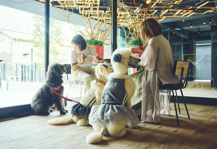 【静岡市駿河区丸子】12/15(日)保護犬譲渡会を開催いたします【1HOTEL】のメイン画像