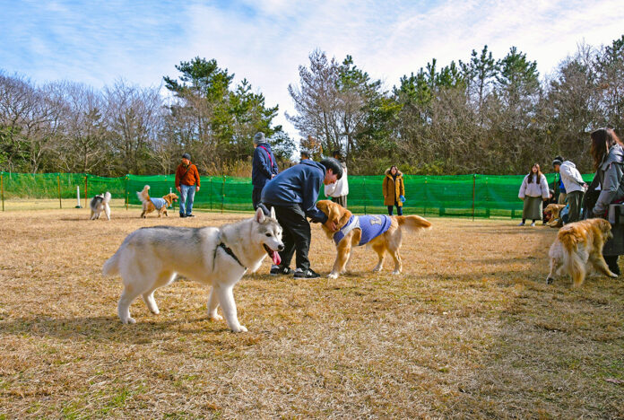 期間限定の特設ドッグランをオープンします（国営ひたち海浜公園）のメイン画像