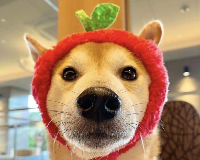 【大人気イベント復活】2025年1月11日から「愛犬りんご風呂」開催！　有馬グランドホテル/DogUpVillaのメイン画像