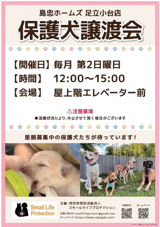 【島忠】ホームズ足立小台店　12月8日（日）より保護犬譲渡会を定期開催しますのサブ画像1
