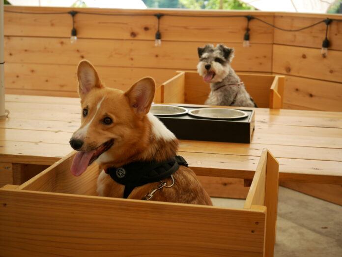 最高のリトリートを体験できる THE FIVE RIVERS FINE GLAMPING 群馬 白沢　ペットフーディスト監修　”特製愛犬ディナー”2024クリスマスver　提供開始のメイン画像