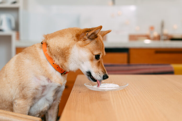 日本初！乳糖フリーの犬用ヨーグルト”YOGUPO”が1月25日より新発売！のメイン画像