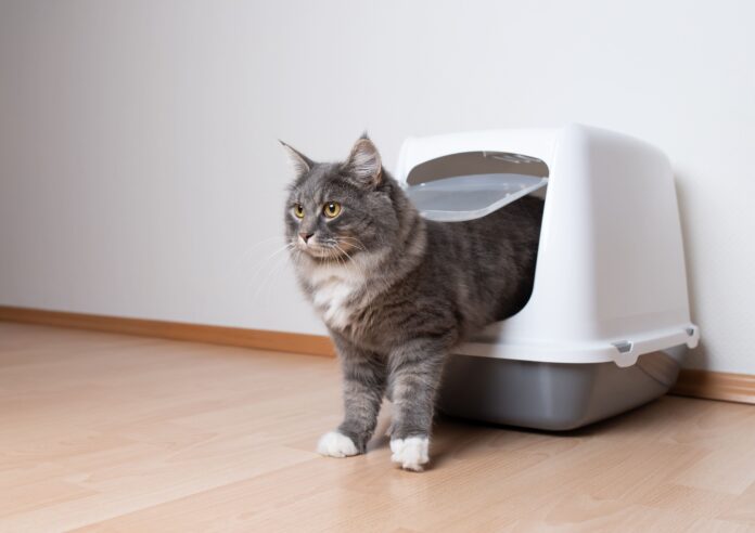 トイレ砂とシーツ両方使う人はこだわり強め！？犬・猫の飼い主165人に聞いた！ペットのトイレ事情に関するアンケートを実施のメイン画像