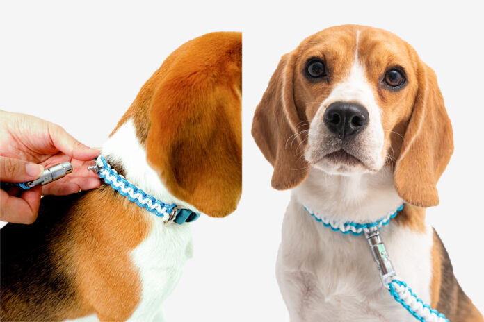 散歩中のリード外れ、「ヒヤッ」としたことはありませんか？実体験から生まれた「はなさない」犬用散歩リード＆首輪セットのメイン画像