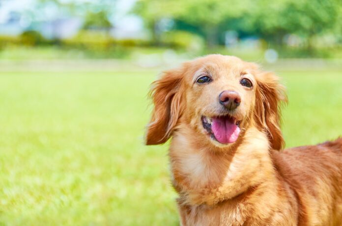 【定額制トリミング】ドッグサロン「らしくら」が2ヶ月で40件契約！愛犬を医・食・住で支えるサブスクのメイン画像